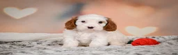 Cavapoo dogs for sale: CHARLIE - Ad 4