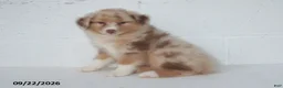 Australian Shepherd dogs for sale: Belle - Ad 3