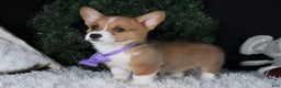 Welsh Corgi Pembroke dogs for sale: Holden - Ad 29