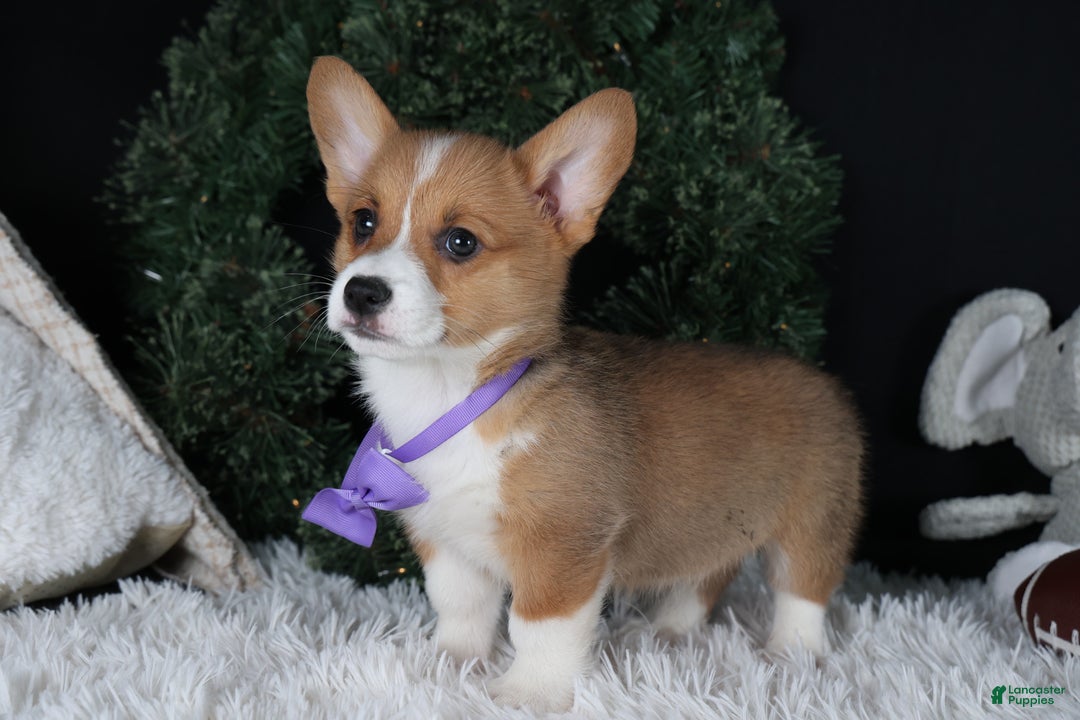 Welsh Corgi Pembroke dogs for sale: Holden - Ad 29