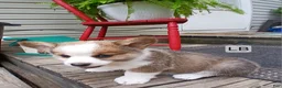 Welsh Corgi Pembroke dogs for sale: JAKE - Ad 2
