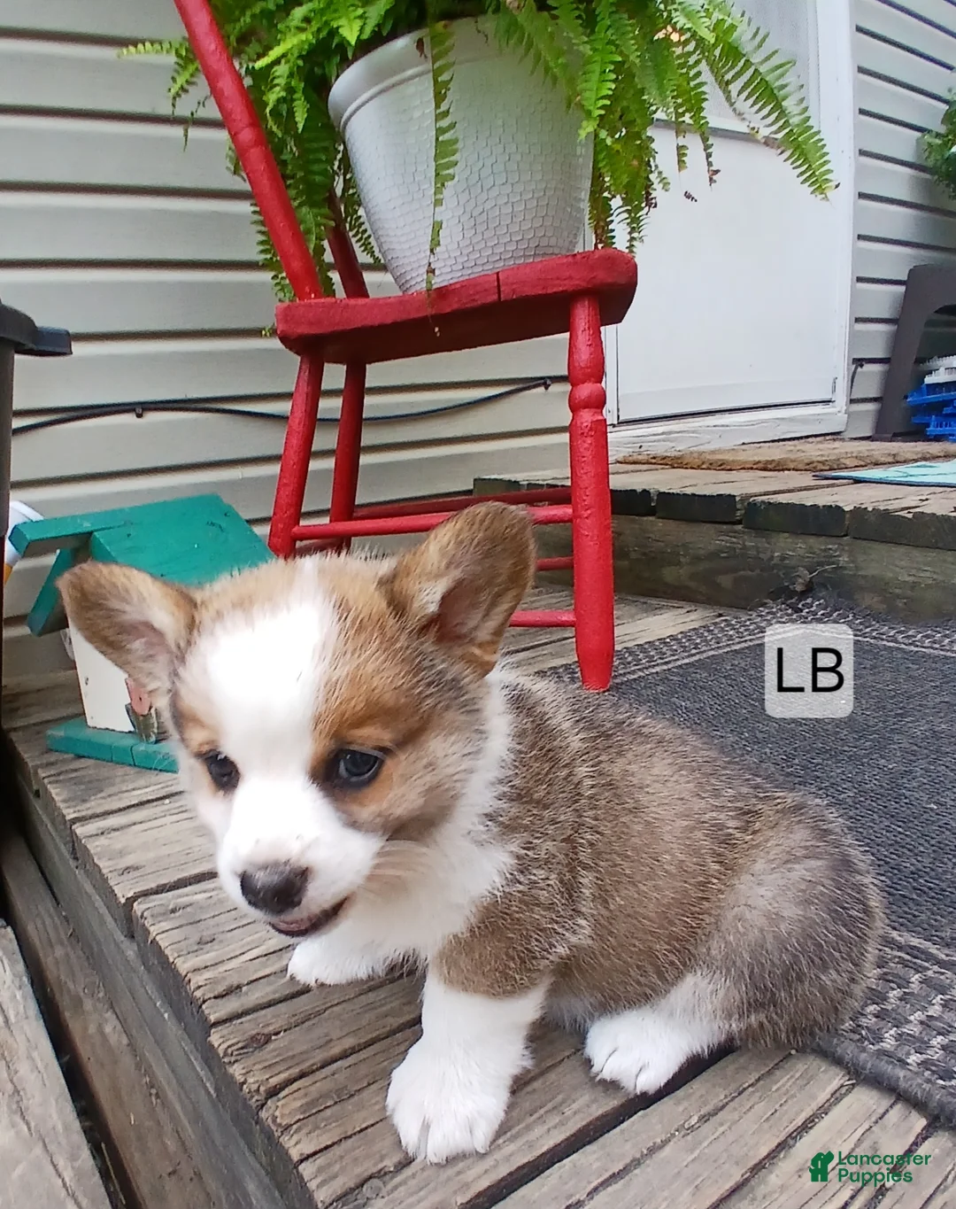 Welsh Corgi Pembroke dogs for sale: JAKE - Ad 2