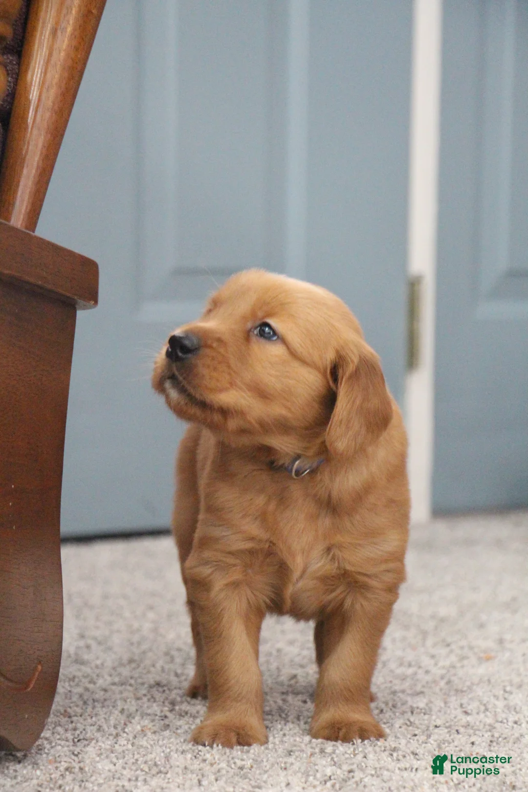 Golden Retriever dogs for sale: North - Ad 7