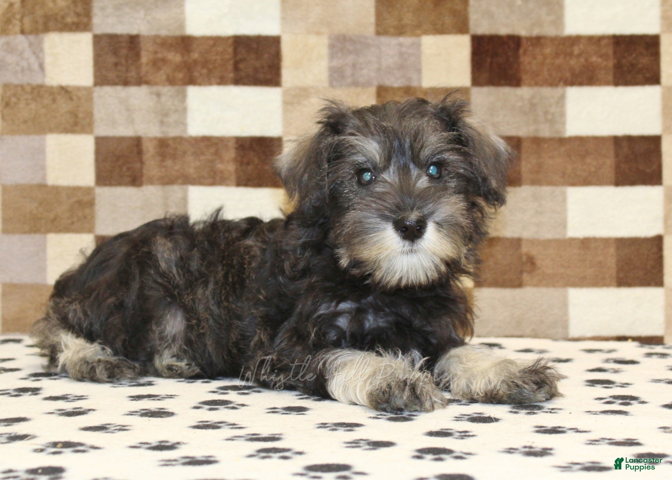 Miniature Schnauzer dogs Elsa - Ad 2