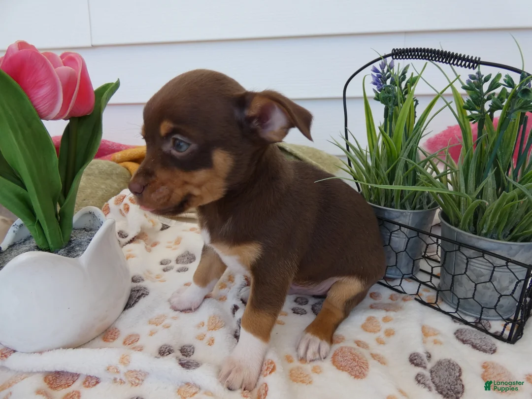 Chihuahua dogs for sale: Chihuahua Puppy 4 Rocko - Ad 4