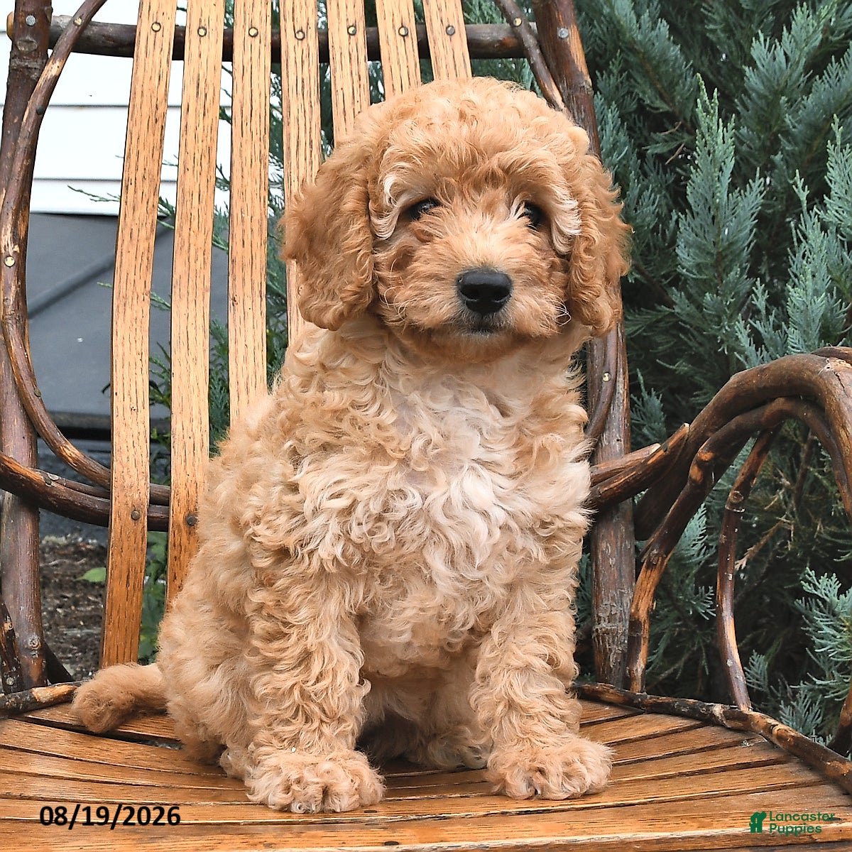 Mini Goldendoodle dogs Geneva - Ad 2