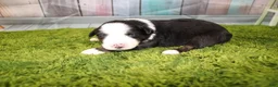 Miniature Australian Shepherd dogs for sale: Jubilee - Ad 11
