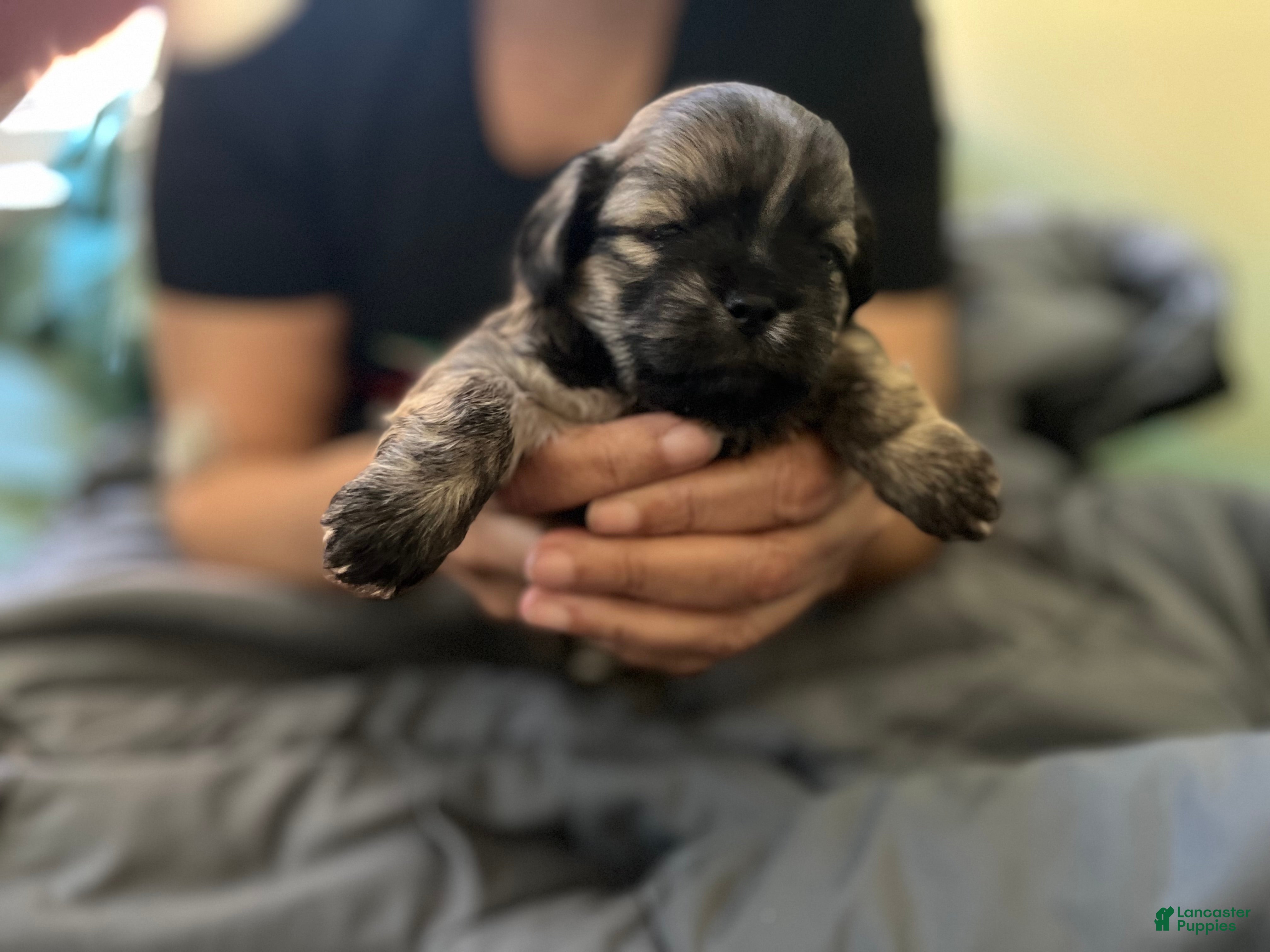 Mixed Breed dogs Mixed Breed Puppy 2 - Ad 29