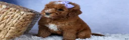 Mini Goldendoodle dogs for sale: 🐾 Meet Natasha – F2B Mini Goldendoodle Puppy 🐾 - Ad 12
