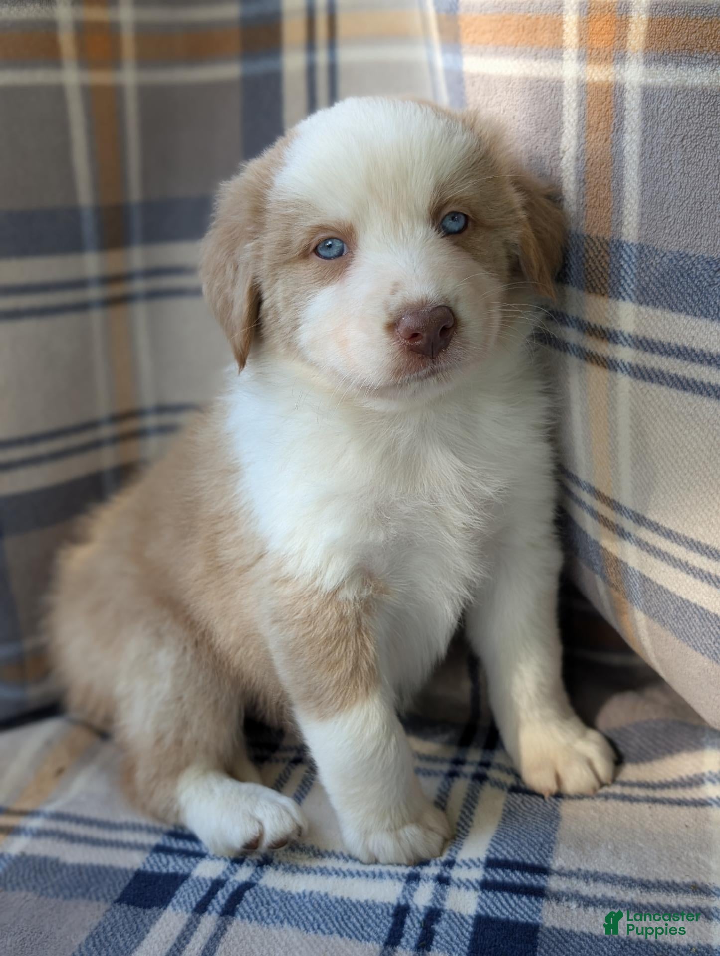 Australian Shepherd dogs Lucky  - Ad 2