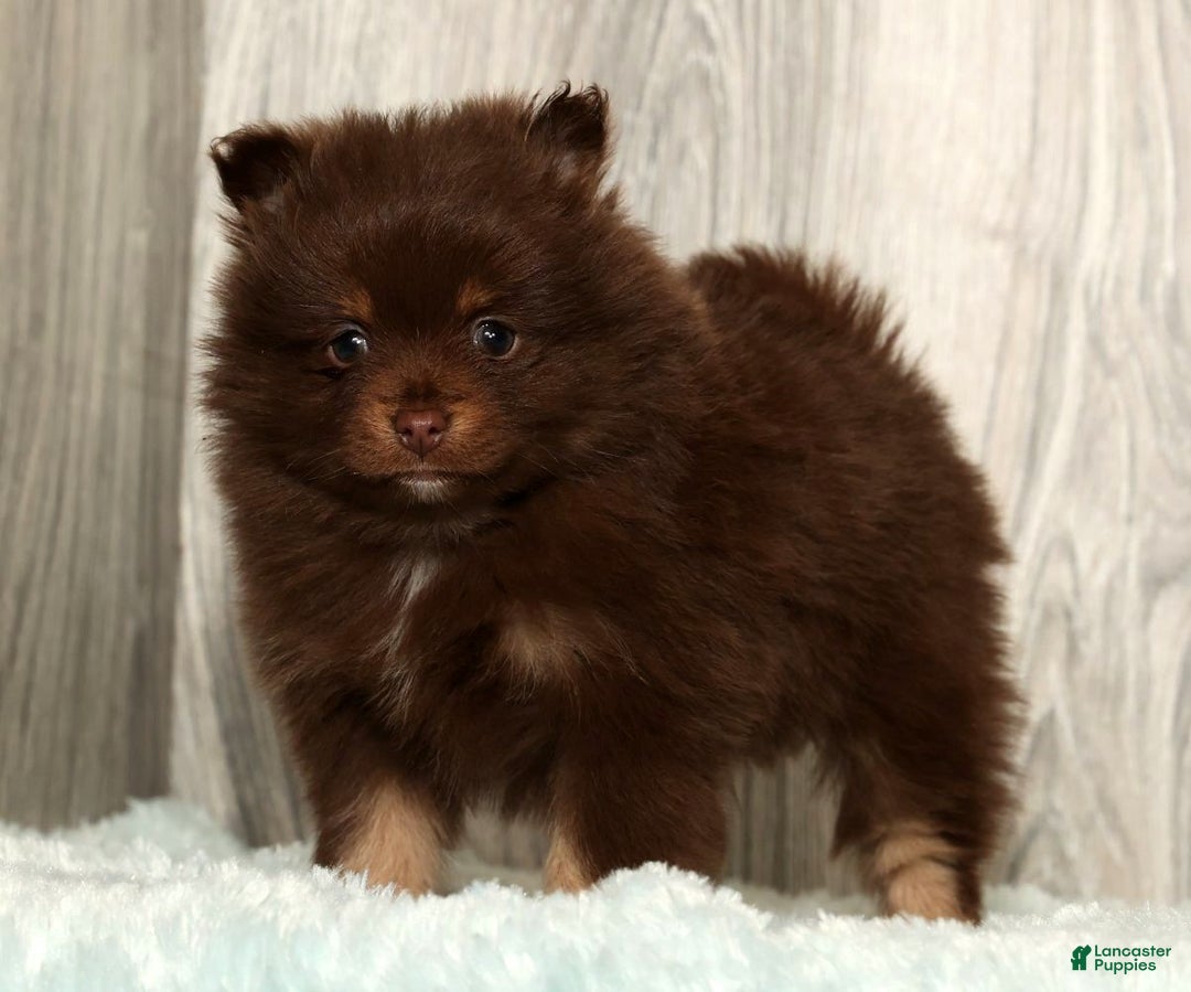 Pomeranian dogs for sale: Whitney - Ad 2