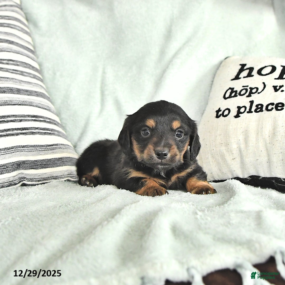 Miniature Dachshund dogs for sale: Twinkle - Ad 4