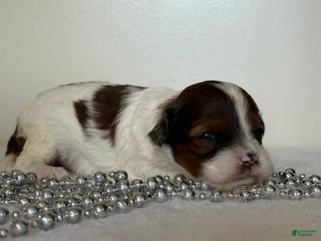 Cavapoo dogs for sale: Muffin Cavapoo  - Ad 2