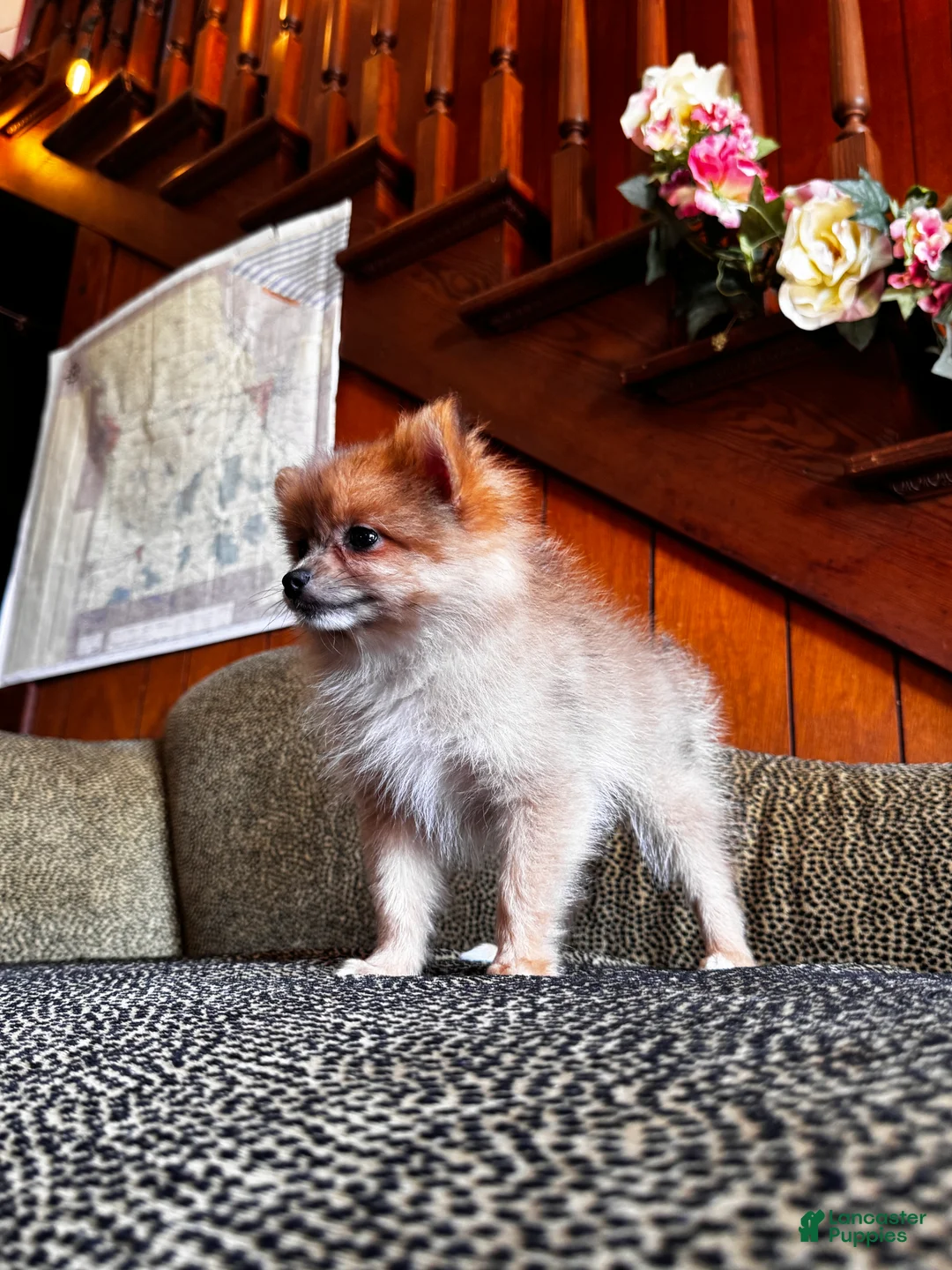 Pomeranian dogs for sale: Pumpkin spice  - Ad 1