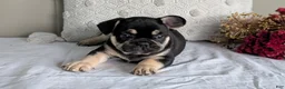 French Bulldog dogs for sale: Finn - Ad 3