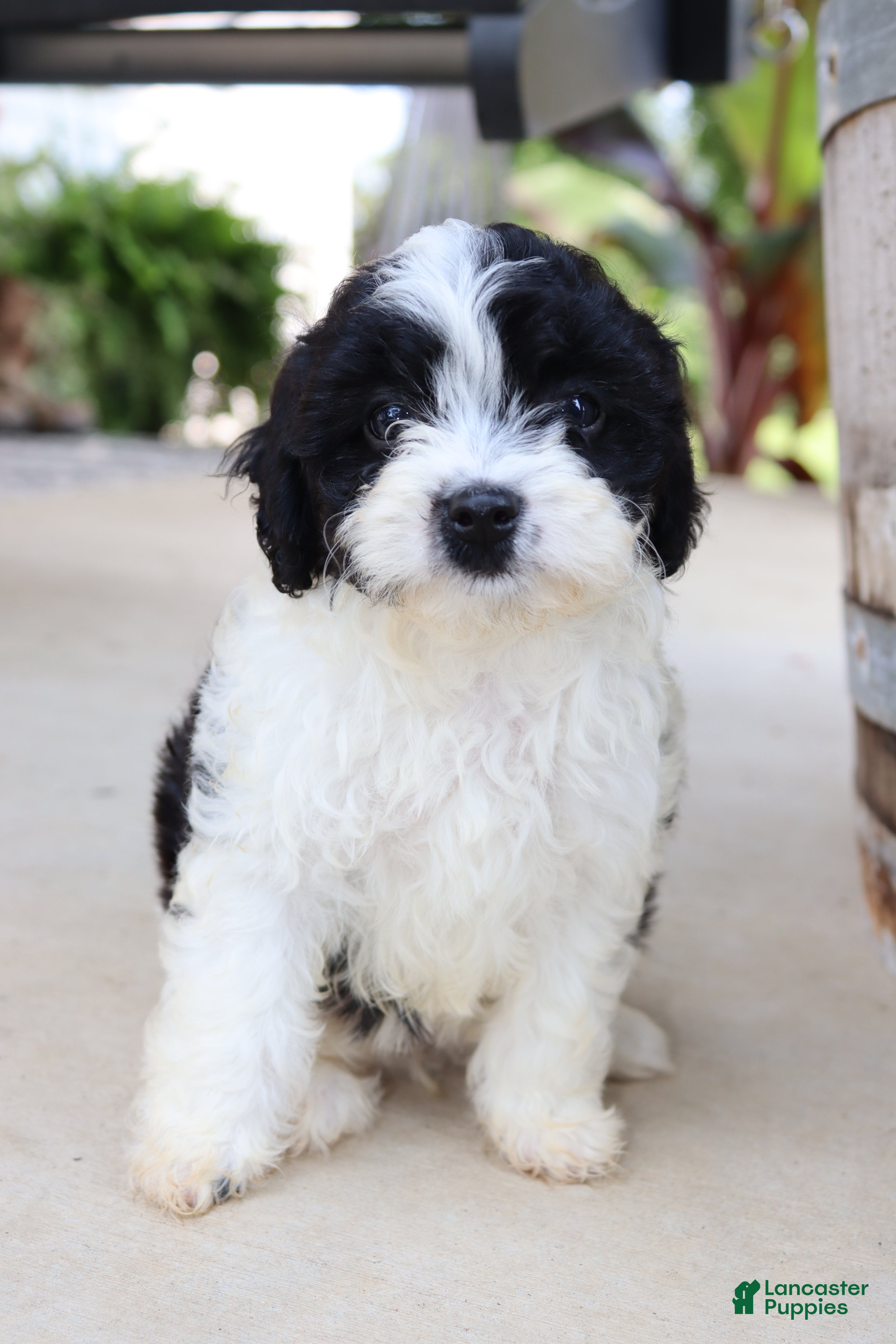Cavapoo dogs Beignet - Ad 2
