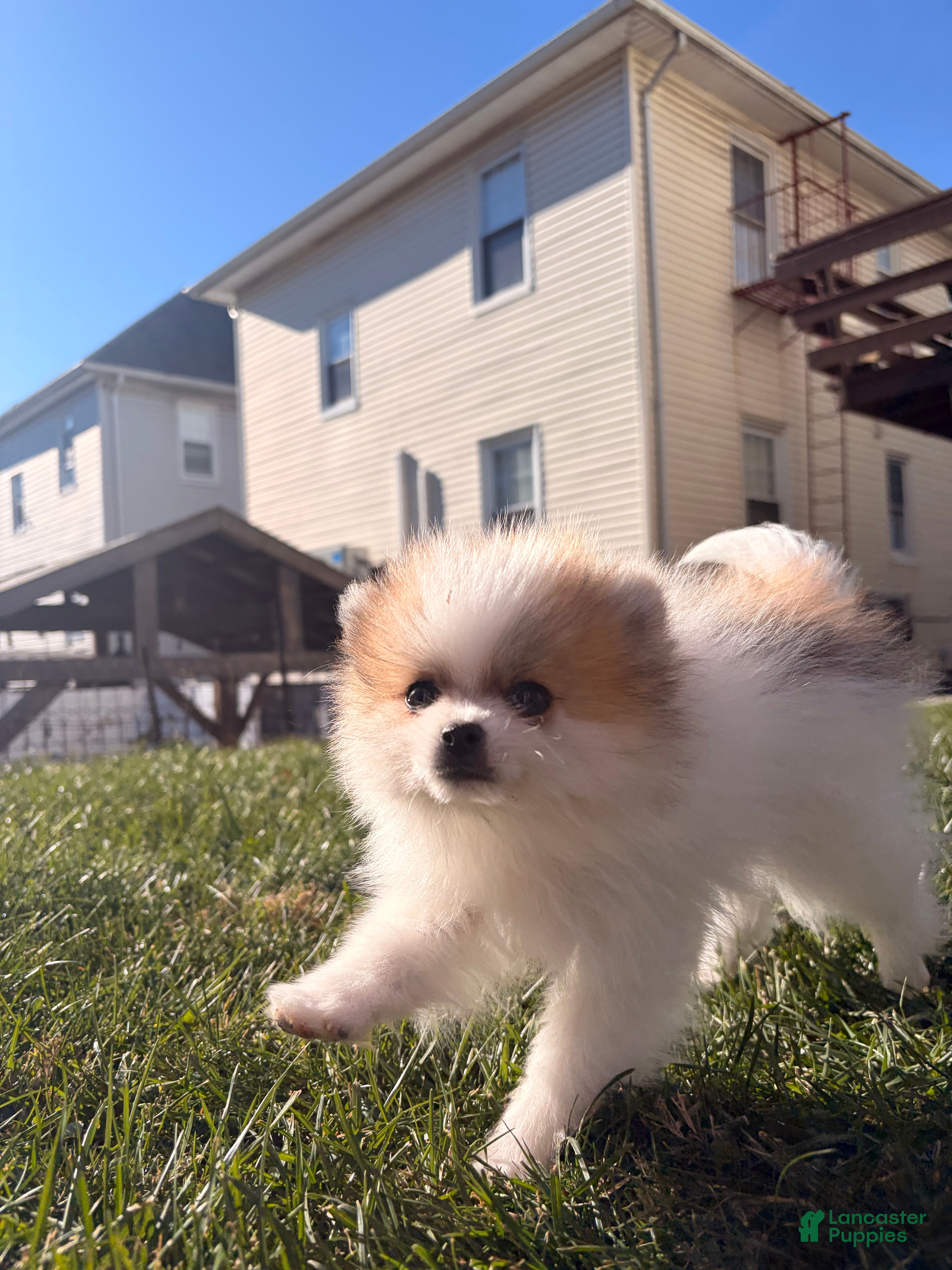 Pomeranian dogs Grinch - Ad 42