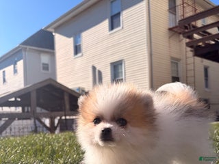 Pomeranian dogs Grinch - Ad 34