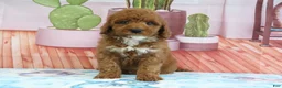 Mini Goldendoodle dogs for sale: Halo - Ad 4