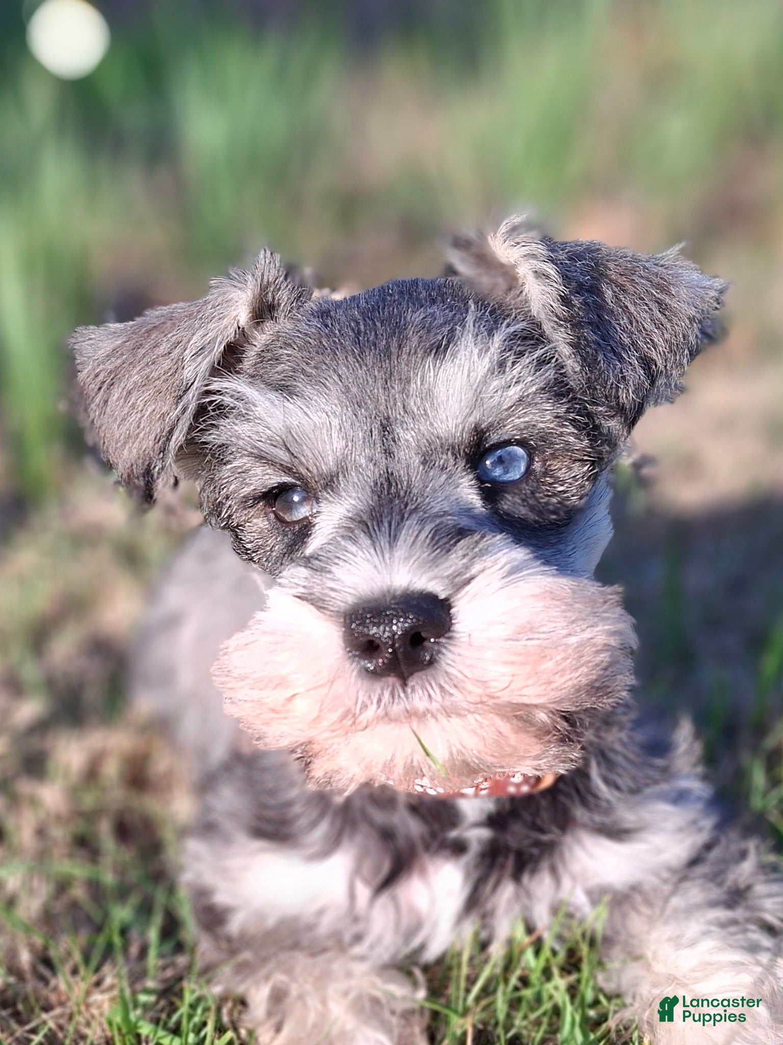 Miniature Schnauzer dogs Ms. POPCORN - Ad 18