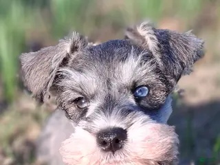 Miniature Schnauzer dogs Ms. POPCORN - Ad 18
