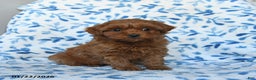 Cavapoo dogs for sale: Chloe - Ad 2