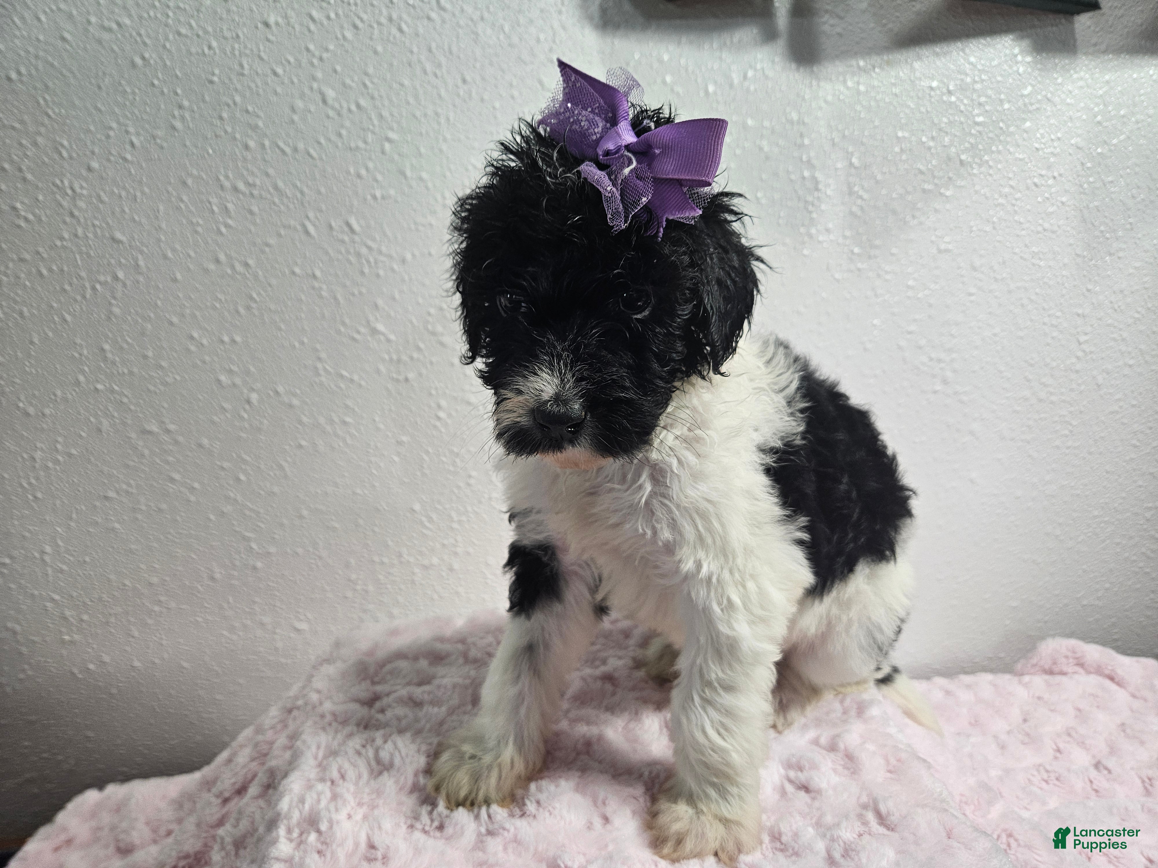 Goldendoodle dogs Kelly  - Ad 29