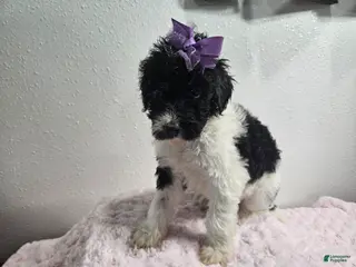 Goldendoodle dogs Kelly - Ad 2