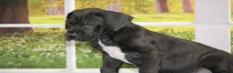Great Dane dogs for sale: Lanie - Ad 3