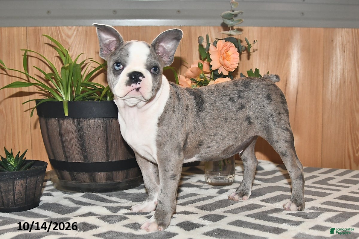 Boston Terrier dogs Baxter - Ad 1