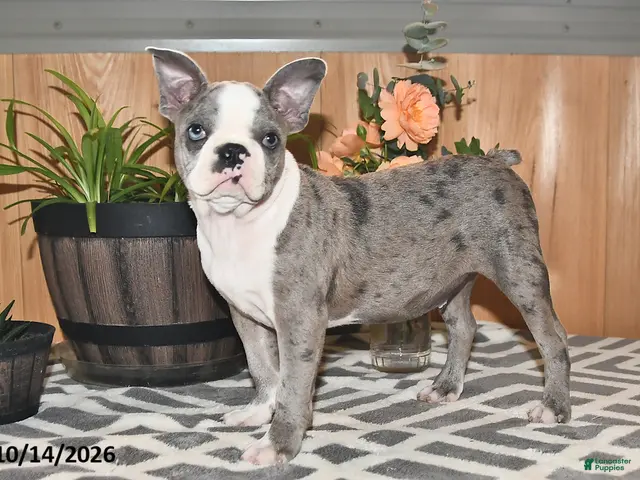 Boston Terrier dogs for sale: Baxter - Ad 1