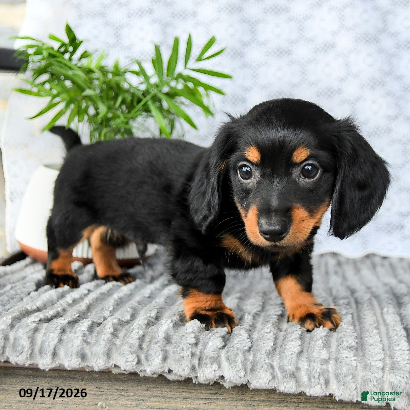 Miniature Dachshund dogs Heath  - Ad 1