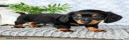 Miniature Dachshund dogs for sale: Heath  - Ad 1