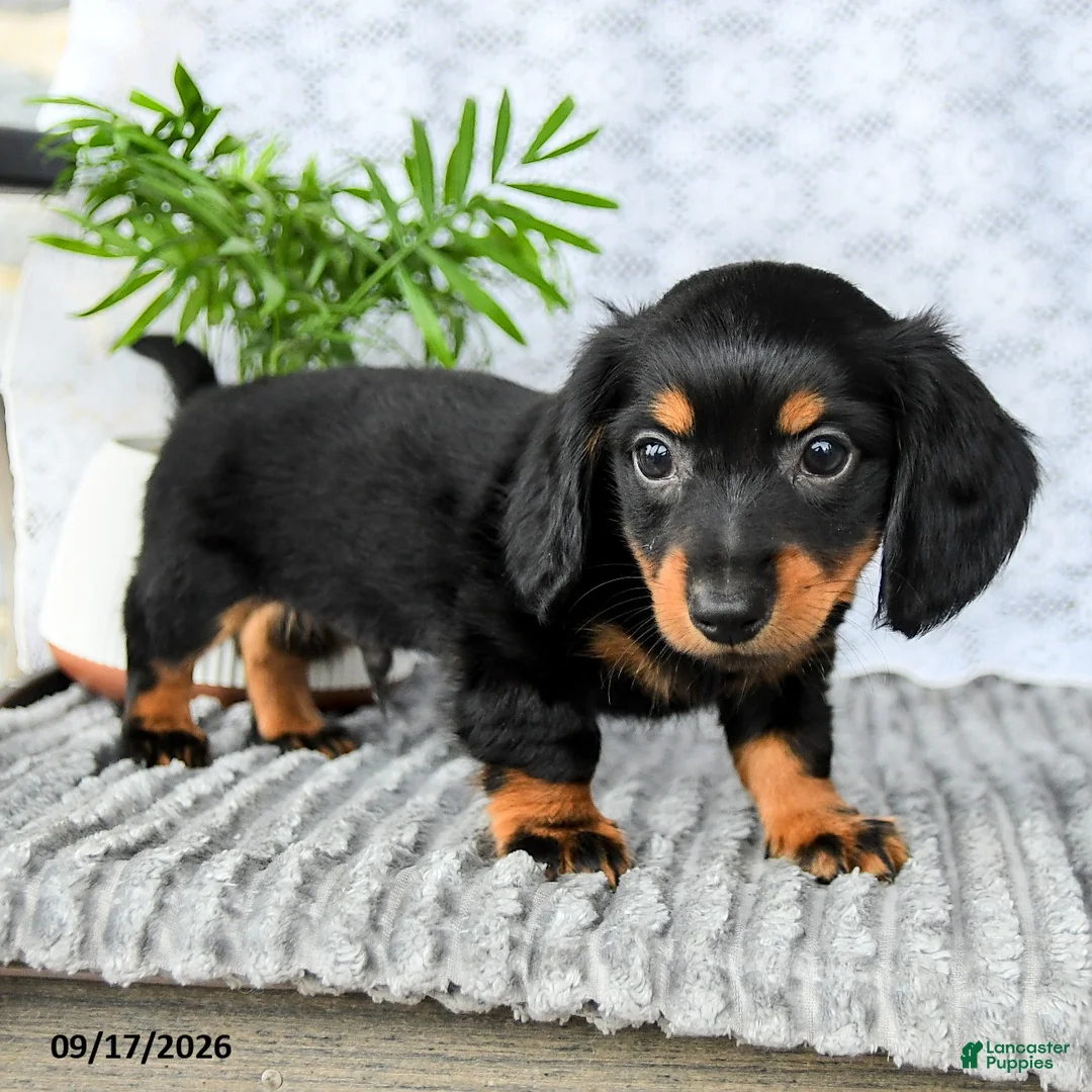 Miniature Dachshund dogs for sale: Heath  - Ad 1