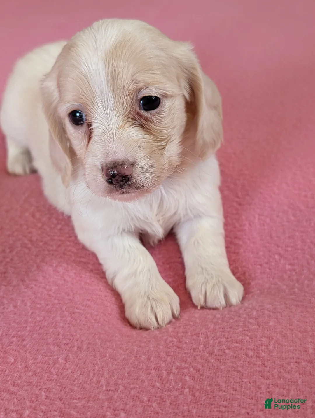 Miniature Dachshund dogs for sale: Miniature Dachshund Puppy 3 - Ad 2