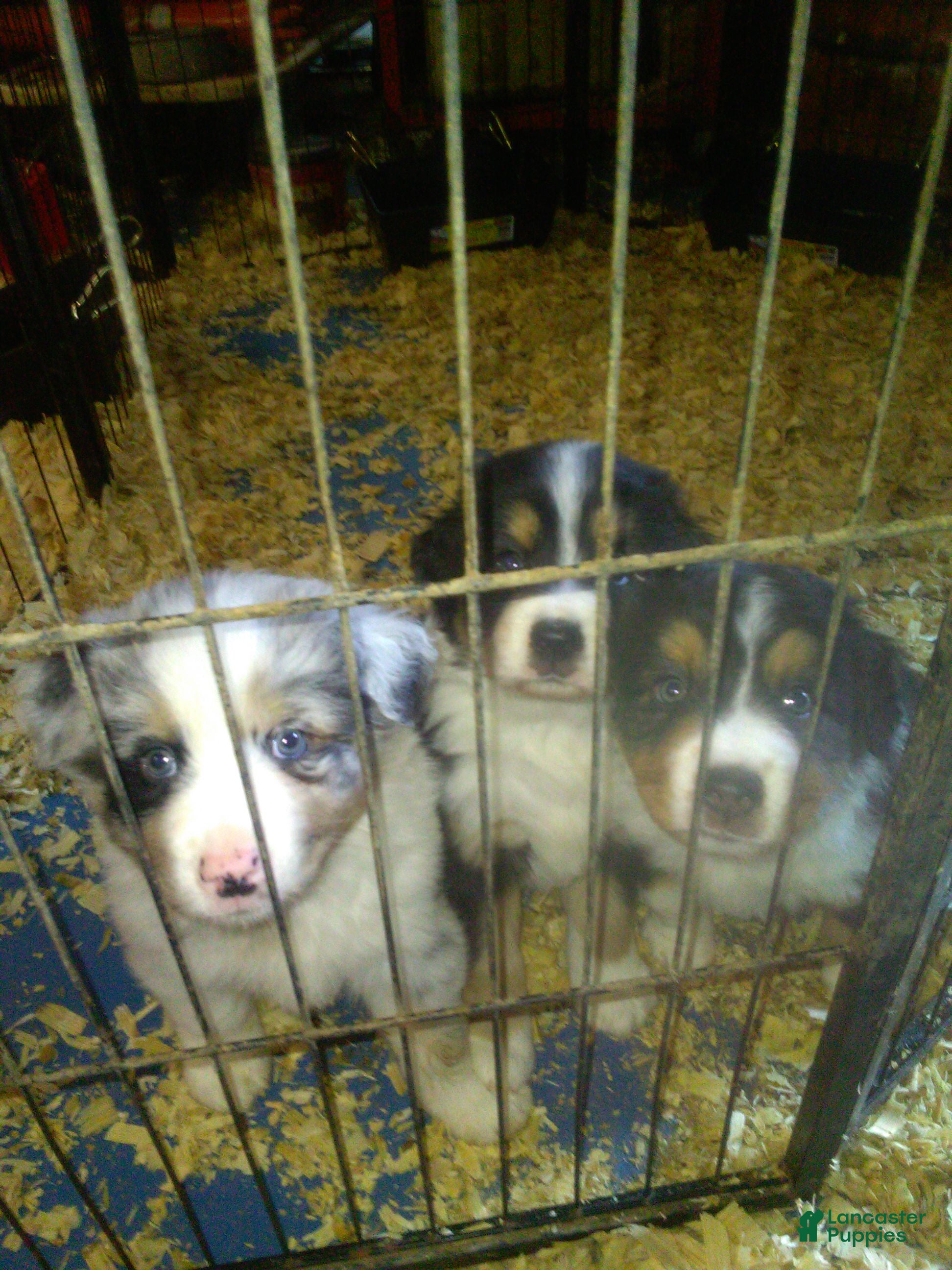 Miniature Australian Shepherd dogs Hank (blue Merle) - Ad 5