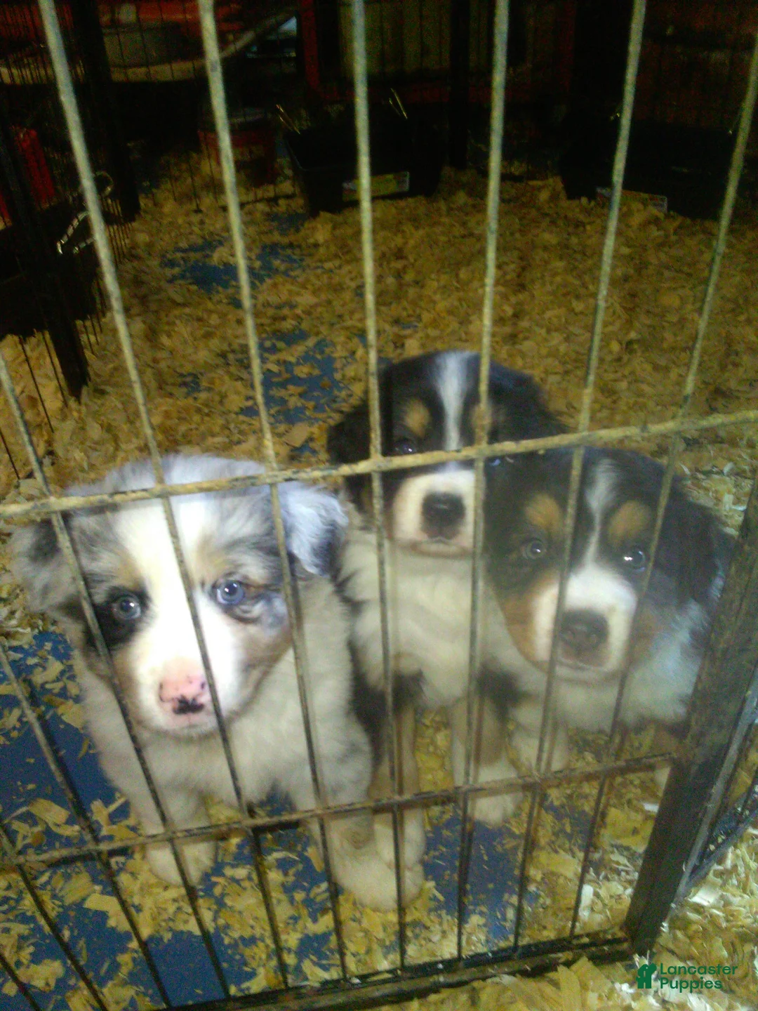 Miniature Australian Shepherd dogs for sale: Hank (blue Merle) - Ad 1