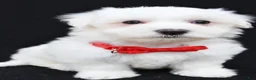 Maltese dogs for sale: Troy - Ad 2