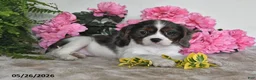 Cavalier King Charles Spaniel dogs for sale: Bella - Ad 5
