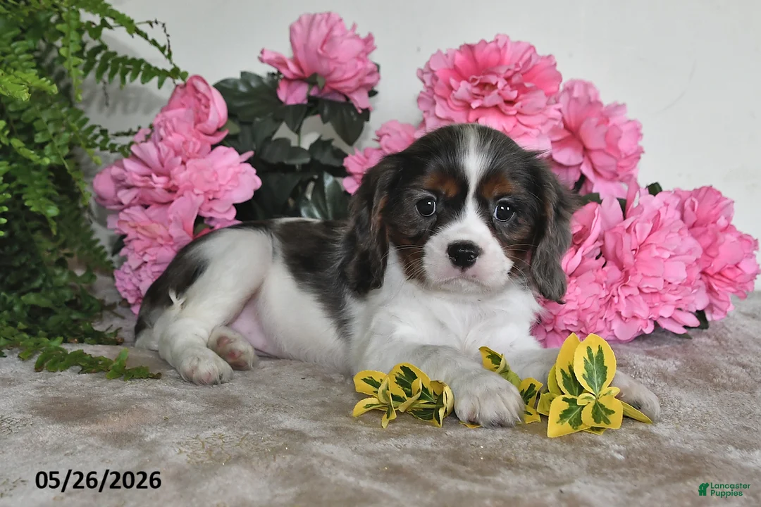 Cavalier King Charles Spaniel dogs for sale: Bella - Ad 5