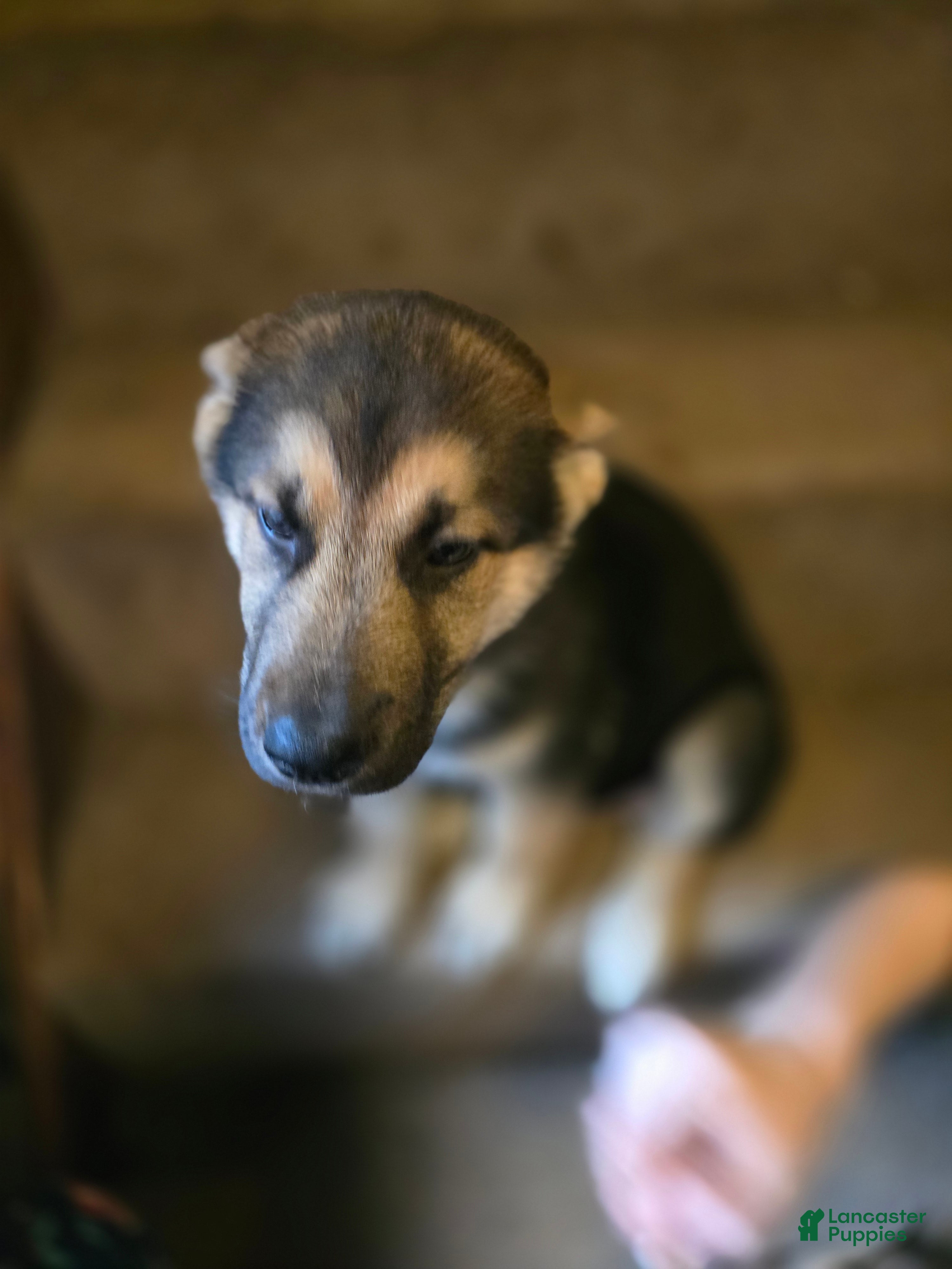 Gerberian Shepsky dogs Scout - Ad 1