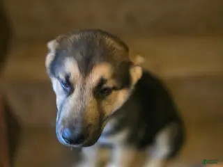 Gerberian Shepsky dogs for sale: Scout - Ad 1