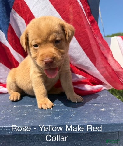 Labrador Retriever dogs Labrador Retriever Male 2 - Ad 10