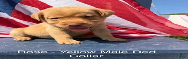 Labrador Retriever Male 2