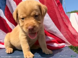 Labrador Retriever dogs Labrador Retriever Male 2 - Ad 10
