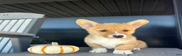 Welsh Corgi Pembroke dogs for sale: Belle Welsh Corgi Pembroke 3 - Ad 3