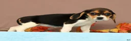 Beagle dogs for sale: Debbie - Ad 4