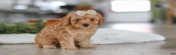 Schnoodle dogs for sale: Rosie - Ad 4