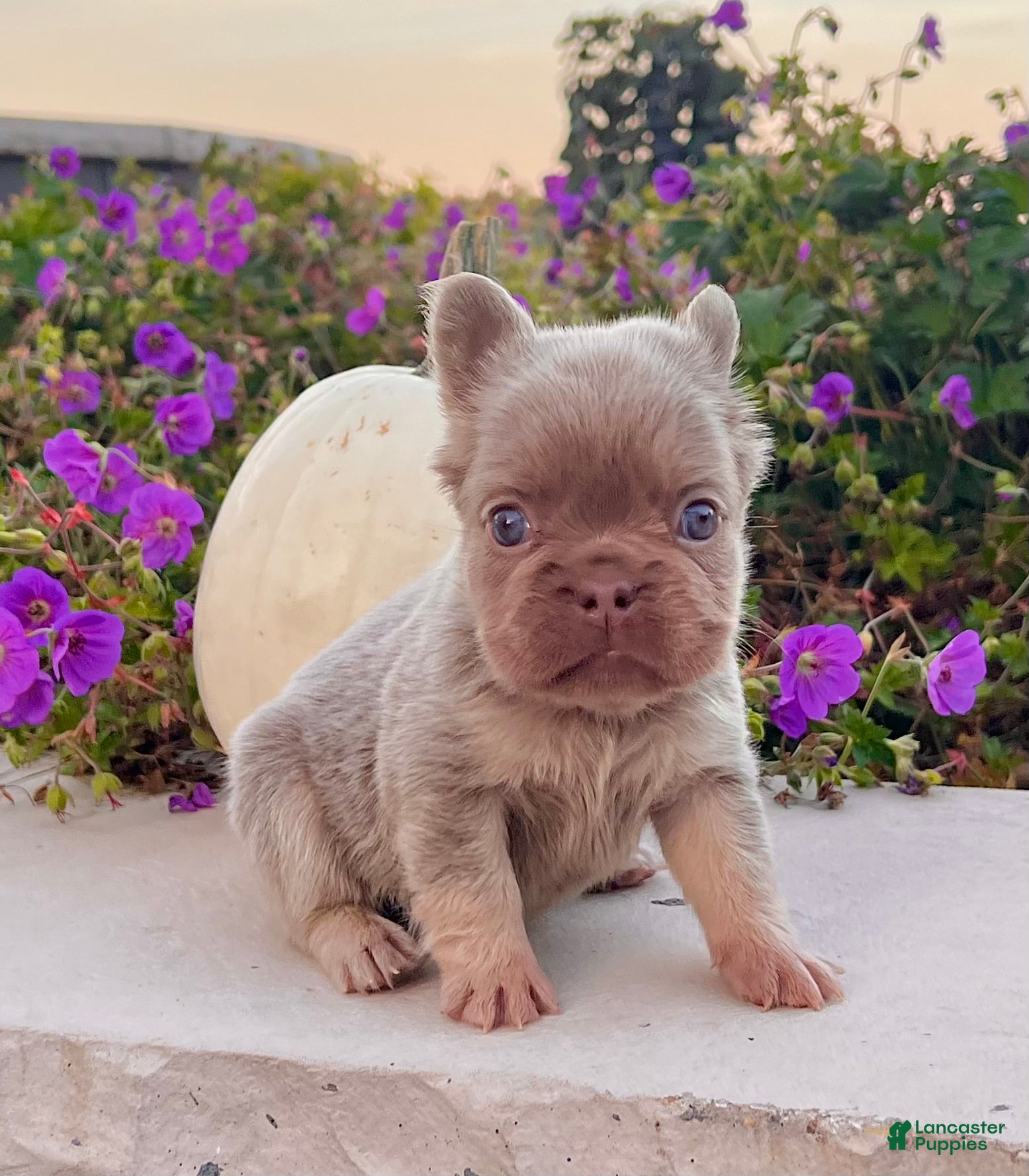 French Bulldog dogs Fancy Newshade - Ad 1