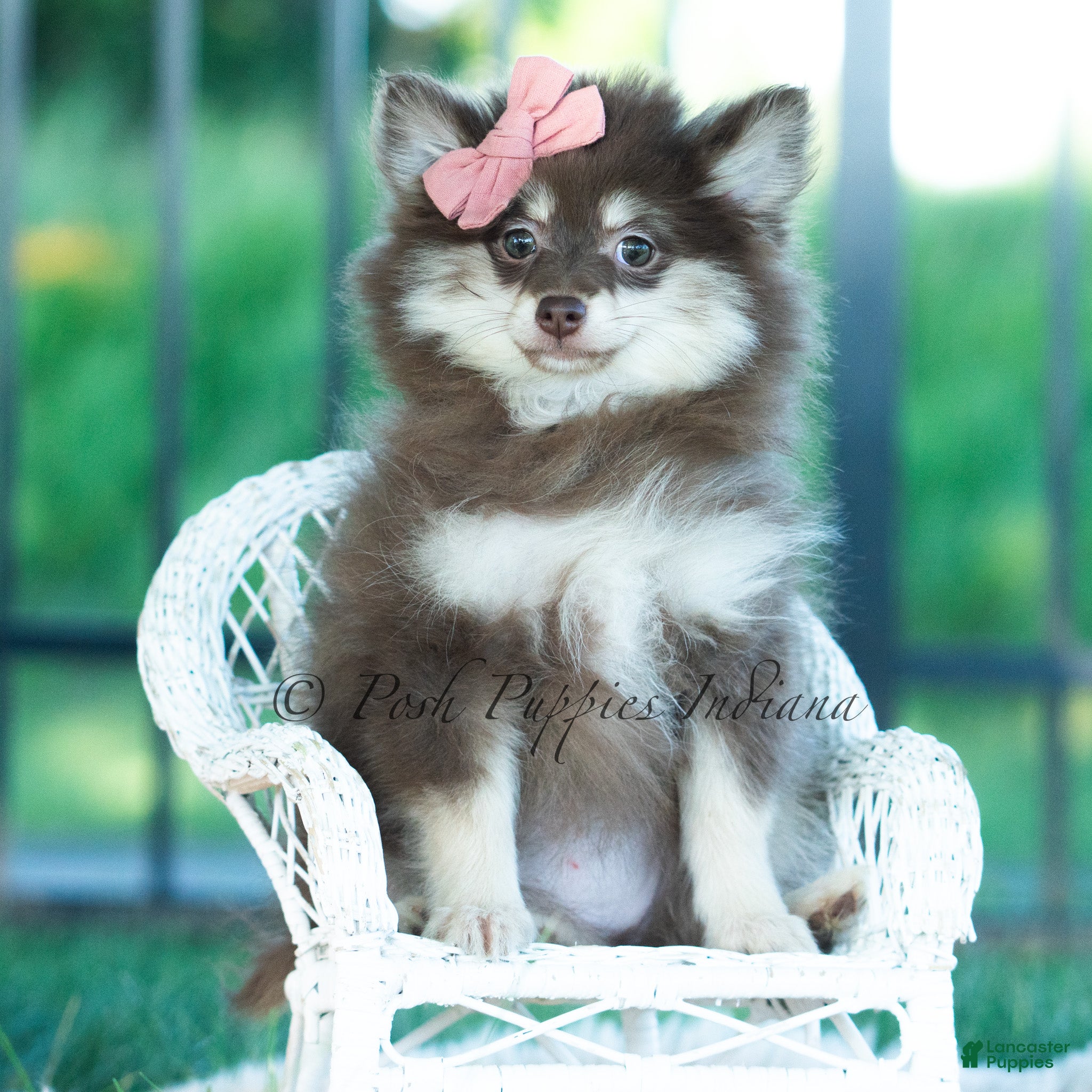 Pomeranian dogs Cocoa Candy  - Ad 3
